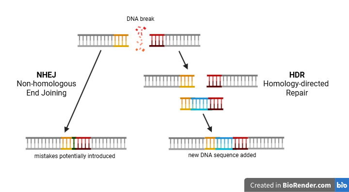 CRISPR HDR and NHEJ
