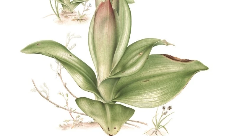 About becoming a botanical illustrator and why it’s worth it