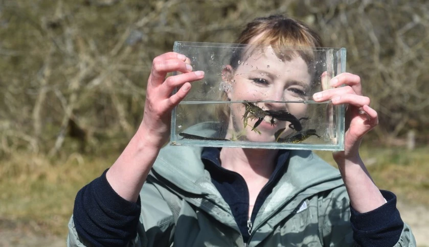 The tragedy of <i>Triturus</i>