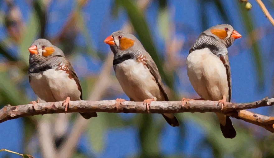 From parroting to grammar