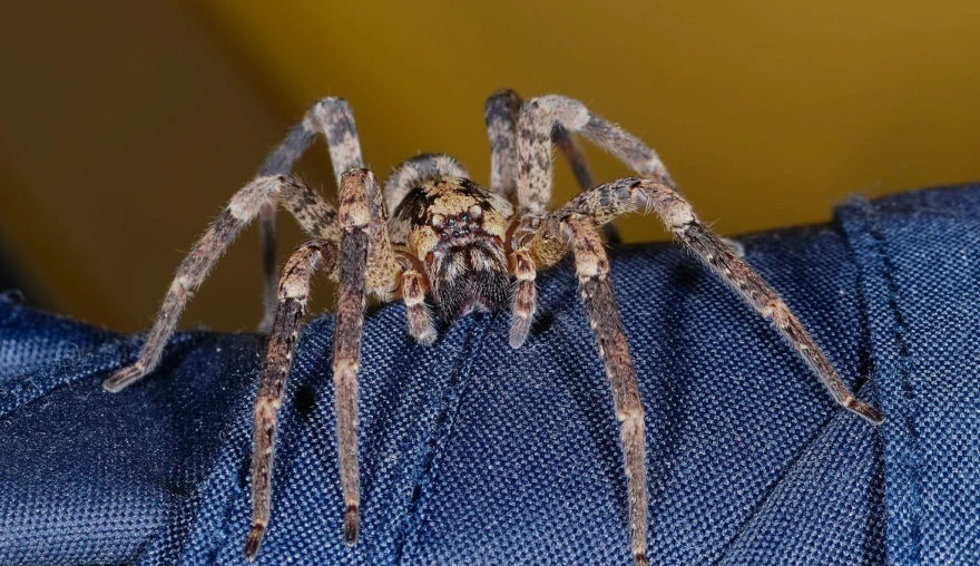 The not so vicious false wolf spider