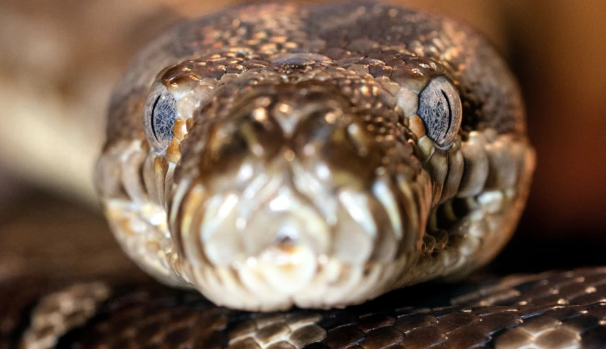 "Snake killed after eating woman"