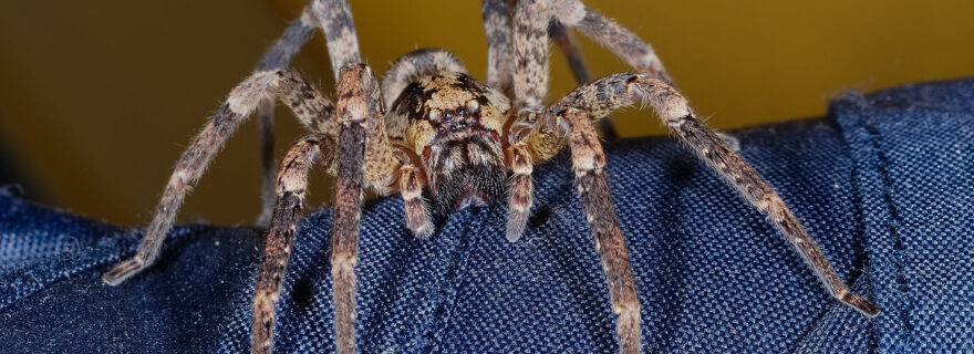 The not so vicious false wolf spider