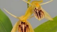 Leiden Student Journal: Orchids as medicines