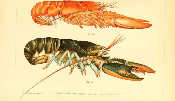 Growing a leg like a lobster, could we do that too?