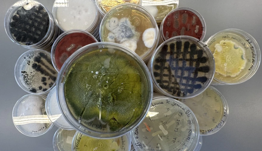 What are those biologists up to?