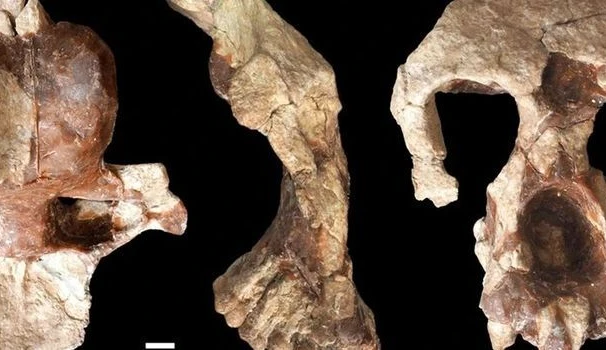 European great apes and the tooth of time