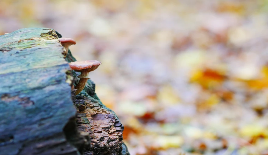 A Fungal Future?