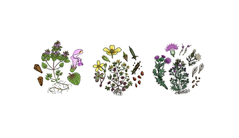 "Weeds" have stories to tell