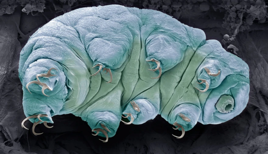A tardigrade odyssey