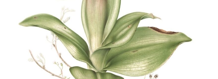 About becoming a botanical illustrator and why it’s worth it
