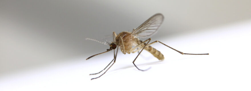 Waarom zijn muggen zo gek op mij?