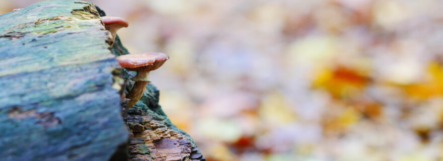 A Fungal Future?