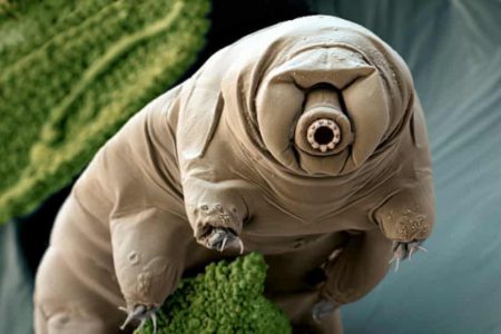 Tardigrades on the Moon