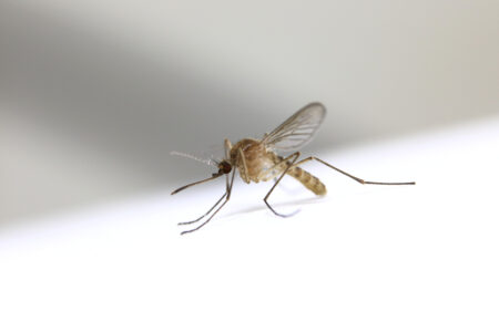 Waarom zijn muggen zo gek op mij?