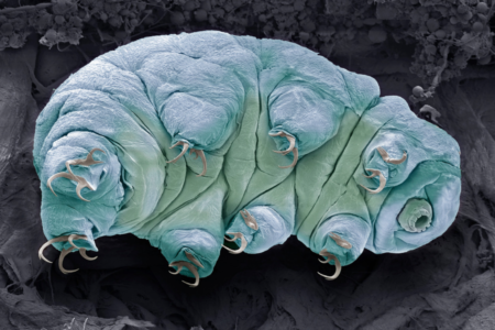 A tardigrade odyssey