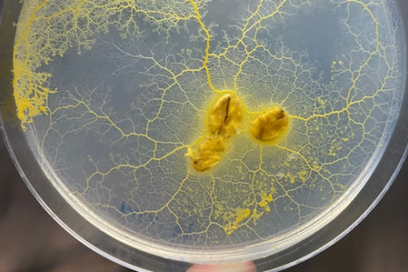 Investigating cooperativity in slime molds is a tough job