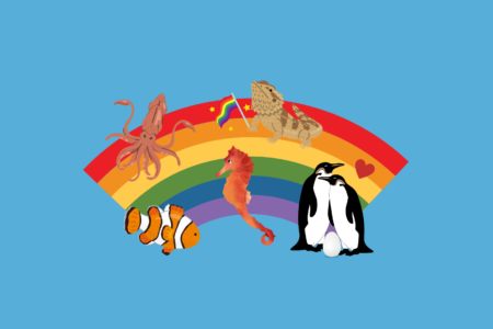 Queer Animals and Where to Find Them