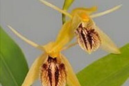 Leiden Student Journal: Orchids as medicines