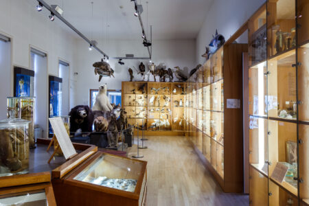 ‘Natuurschatten. Natuurhistorische collecties in Nederlandse Musea’ van Fred de Ruiter
