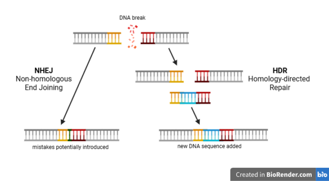 CRISPR HDR and NHEJ
