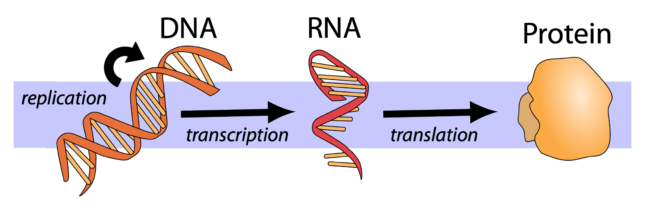 Central dogma