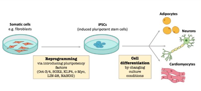 LSM i PS cells article ENG