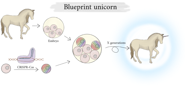 Unicorn blueprint