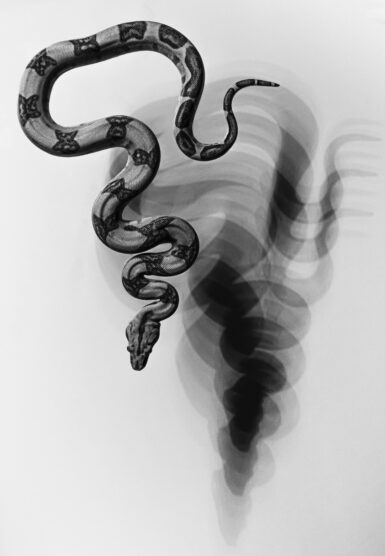 Artsy snake