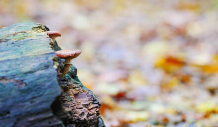 A Fungal Future?