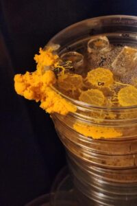Physarum2